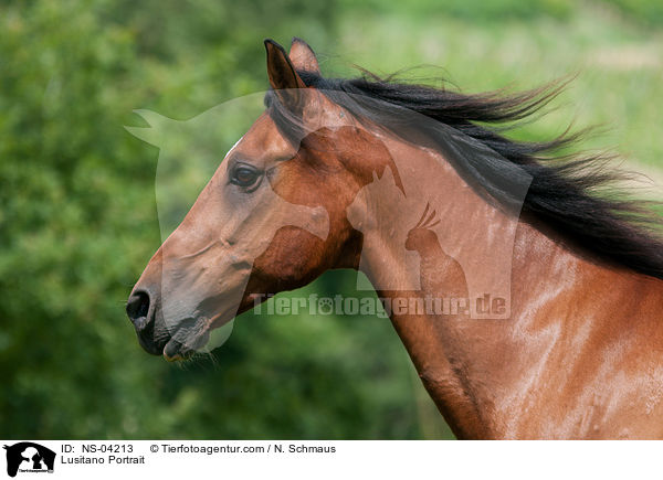 Lusitano Portrait / Lusitano Portrait / NS-04213