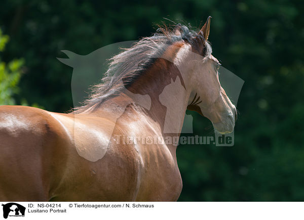Lusitano Portrait / Lusitano Portrait / NS-04214