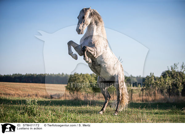 Lusitano in action / STM-01172