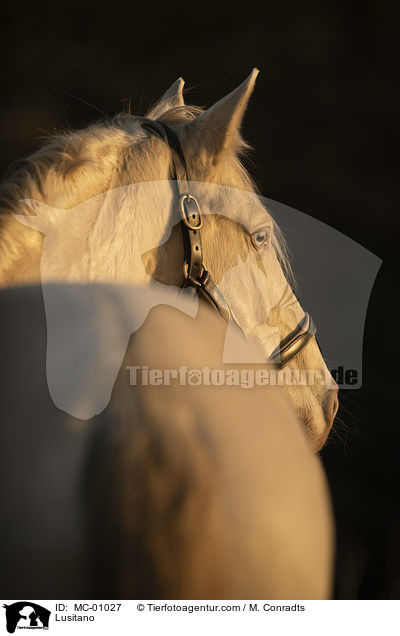 Lusitano / Lusitano / MC-01027