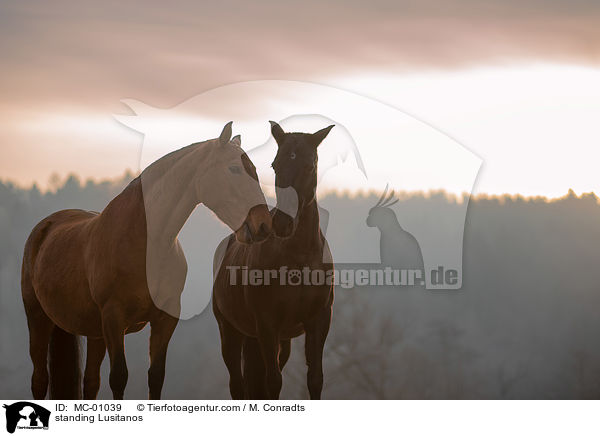 stehende Lusitanos / standing Lusitanos / MC-01039