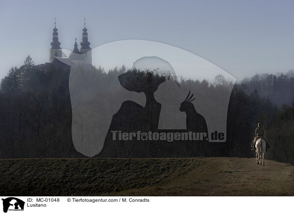 Lusitano / MC-01048