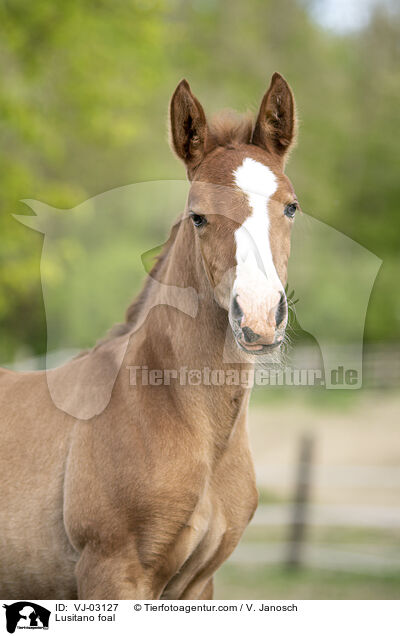 Lusitano Fohlen / Lusitano foal / VJ-03127