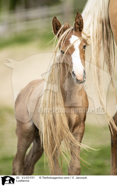 Lusitanos / Lusitanos / VJ-03151