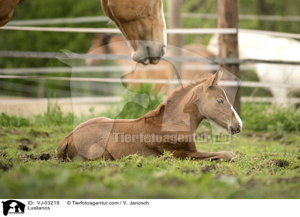 Lusitanos / Lusitanos / VJ-03219