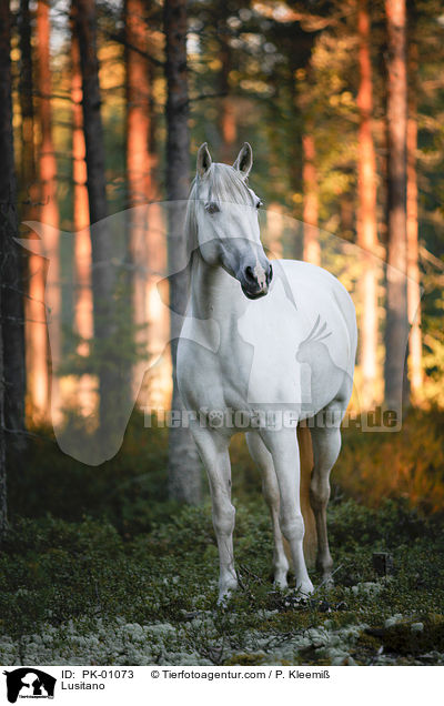Lusitano / Lusitano / PK-01073
