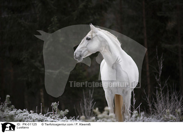 Lusitano / Lusitano / PK-01125