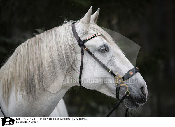 Lusitano Portrait / Lusitano Portrait / PK-01126