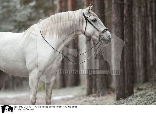 Lusitano Portrait / Lusitano Portrait / PK-01130