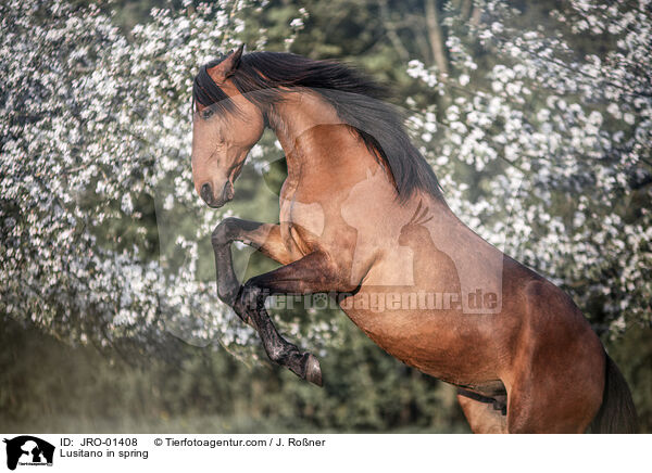 Lusitano in spring / JRO-01408