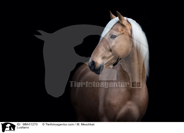 Lusitano / Lusitano / MM-01270