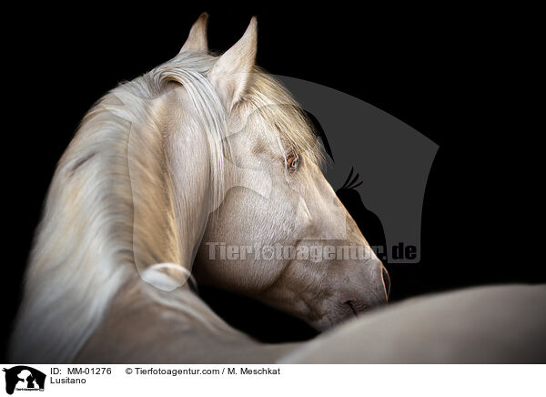 Lusitano / Lusitano / MM-01276