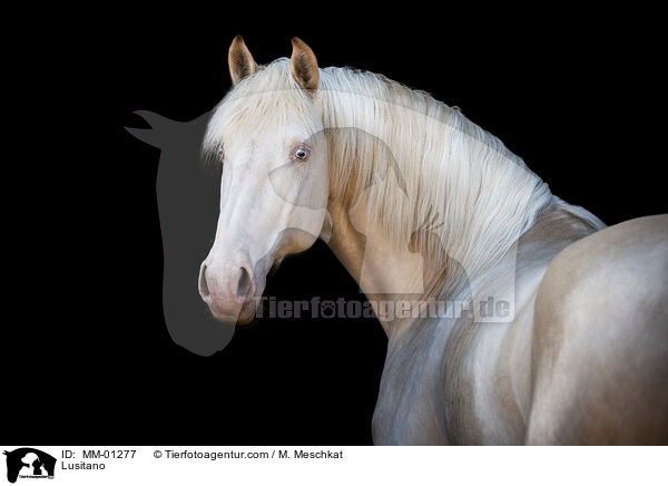 Lusitano / Lusitano / MM-01277