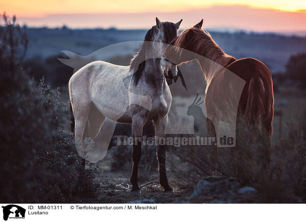 Lusitano / Lusitano / MM-01311