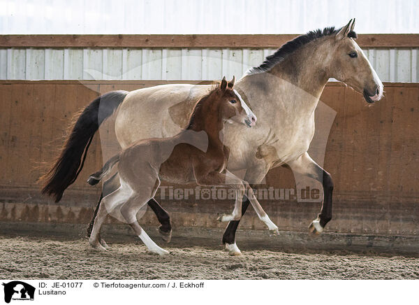 Lusitano / Lusitano / JE-01077