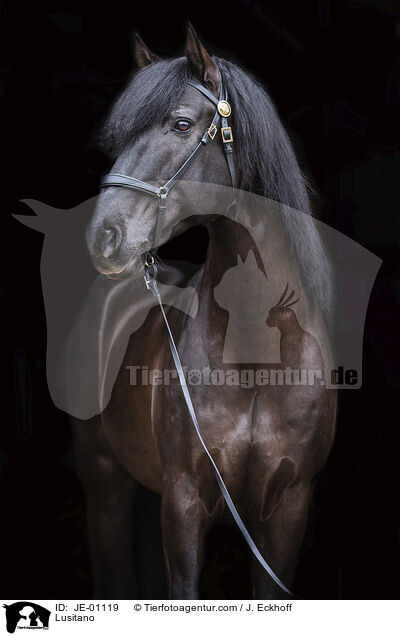 Lusitano / Lusitano / JE-01119
