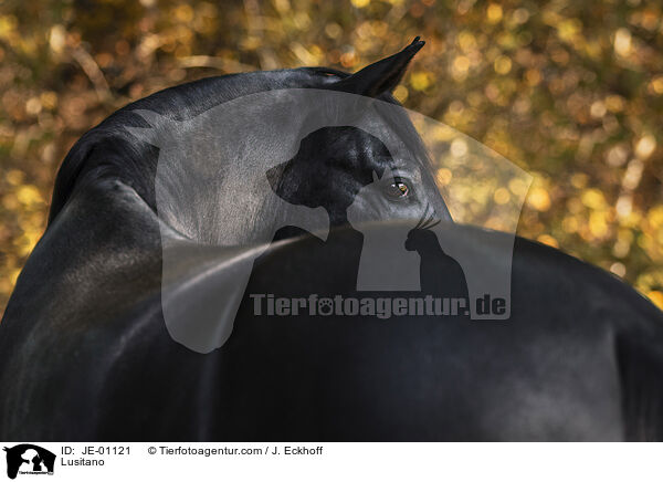 Lusitano / Lusitano / JE-01121