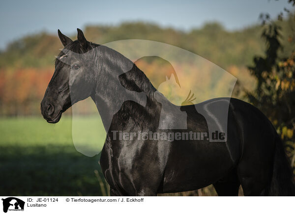 Lusitano / Lusitano / JE-01124