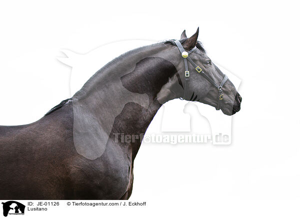 Lusitano / Lusitano / JE-01126