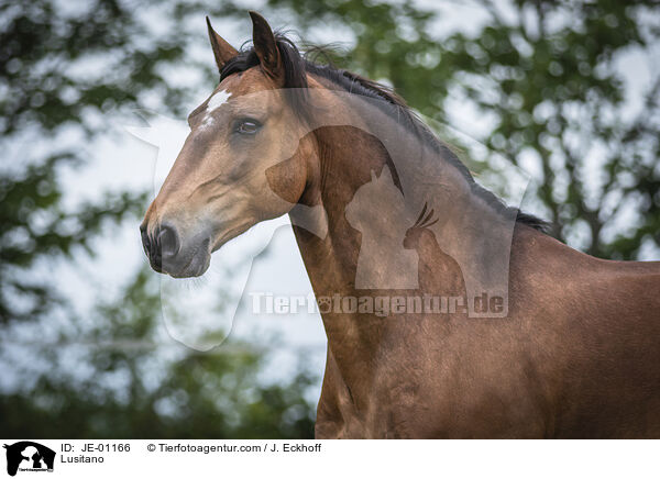 Lusitano / Lusitano / JE-01166