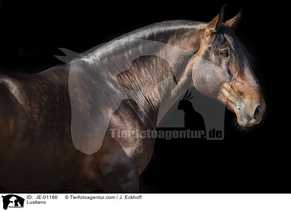 Lusitano / Lusitano / JE-01186