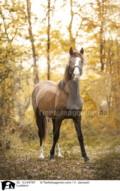 Lusitano / Lusitano / VJ-04767