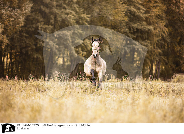 Lusitano / Lusitano / JAM-05375