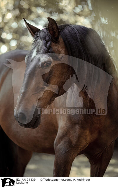 Lusitano / Lusitano / AA-01139