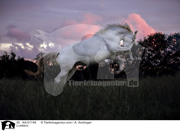 Lusitano / Lusitano / AA-01146
