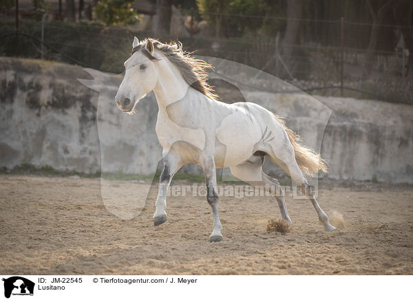 Lusitano / Lusitano / JM-22545