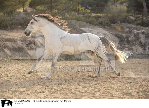 Lusitano / Lusitano / JM-22546