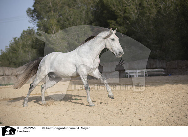 Lusitano / Lusitano / JM-22558
