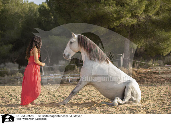 Freiarbeit mit Lusitano / Free work with Lusitano / JM-22559