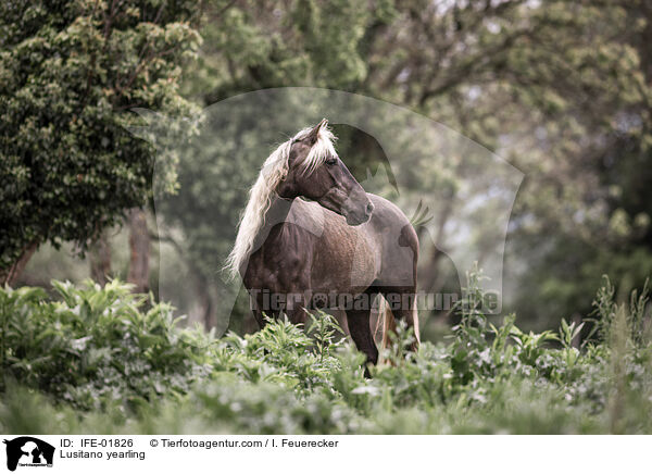 Lusitano Jhrling / Lusitano yearling / IFE-01826