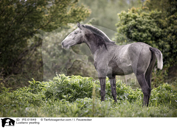 Lusitano Jhrling / Lusitano yearling / IFE-01849