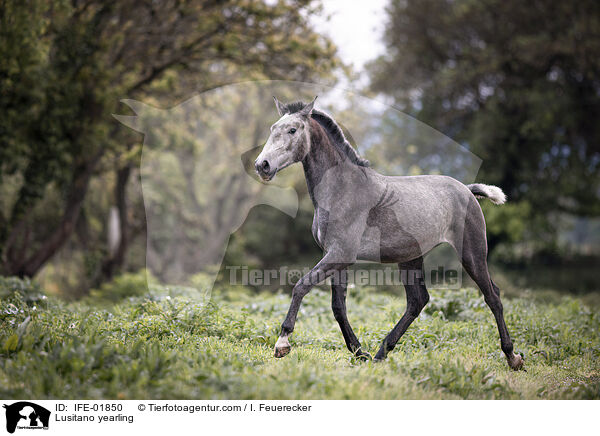Lusitano Jhrling / Lusitano yearling / IFE-01850