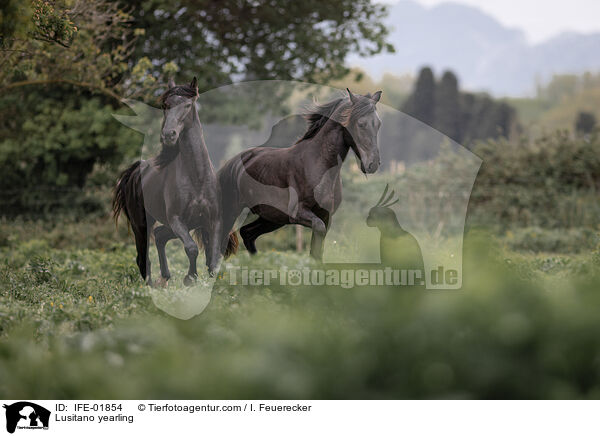 Lusitano Jhrling / Lusitano yearling / IFE-01854