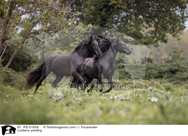 Lusitano Jhrling / Lusitano yearling / IFE-01858