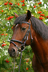 Lusitano Portrait