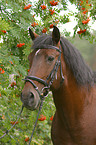 Lusitano Portrait