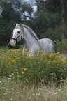 stallion