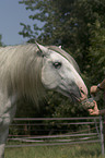 Lusitano Portrait