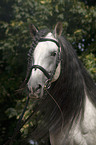 Lusitano Portrait