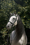 Lusitano Portrait