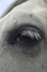 Lusitano eye