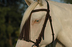 Lusitano eye