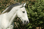 Lusitano Portrait