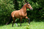 trotting Lusitano