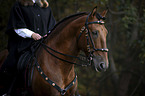 woman rides Lusitano