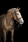 Lusitano